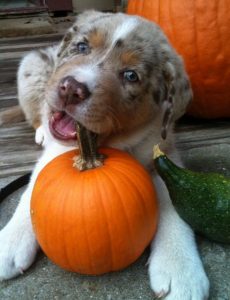 paws-for-the-news-pumpkin-treats-for-dogs-and-cats