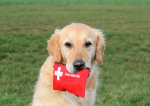 dogfirstaid
