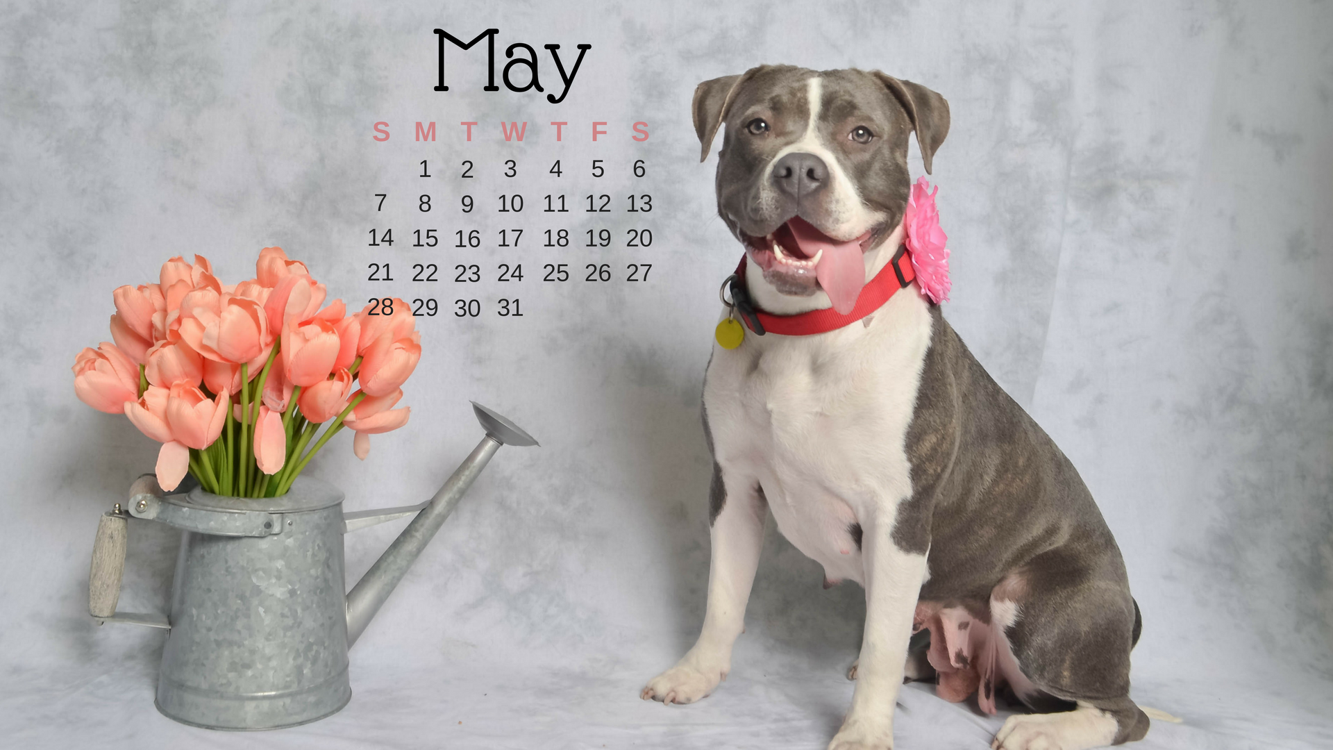 may-dog-calendar
