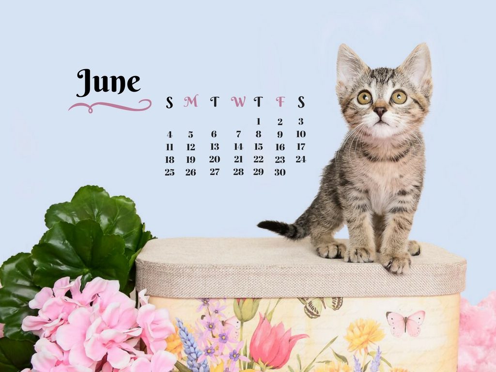 cat-june-calendar