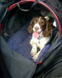 Dog Car Carrier