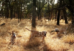Dogs in Bidwell park- tick-rattlesnake