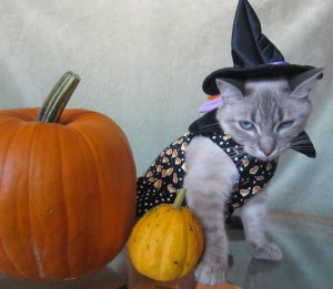 Halloween Costumed Cat