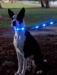 LED Collar and LEash