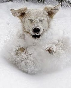 Dog in Snow 2 15-15