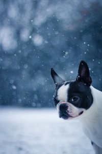 Dog in Snow 3 12-15