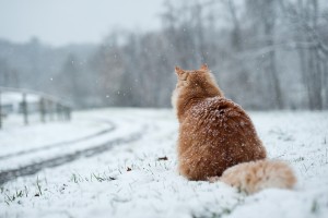 cat in snow 12-15