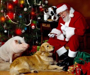 pet photos with santa