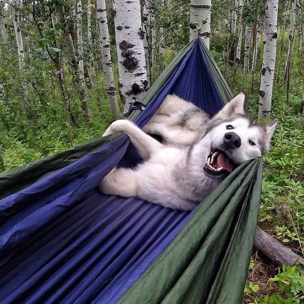 where can you camp with dogs