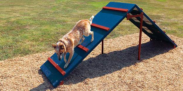 dog climbing frame