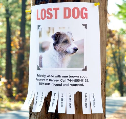 lost-dog-sign