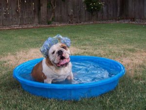 dog in pool