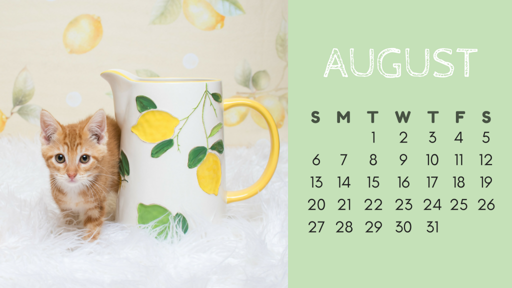August Cat Calendar - Tippy