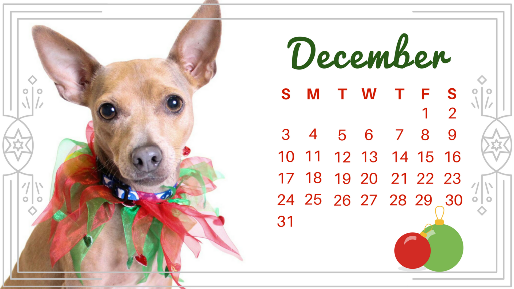 December dog-Mimsy
