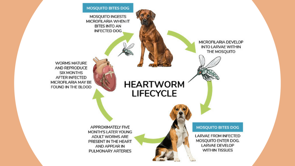 is it ok to adopt a dog with heartworms