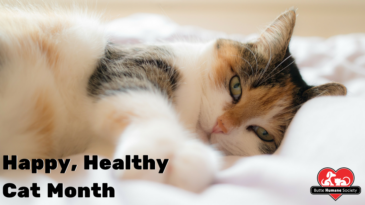 Clinic Corner: Happy, Healthy Cat Month