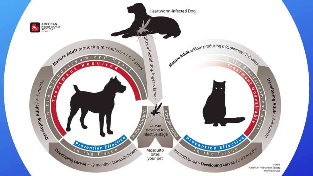 my dog is heartworm positive