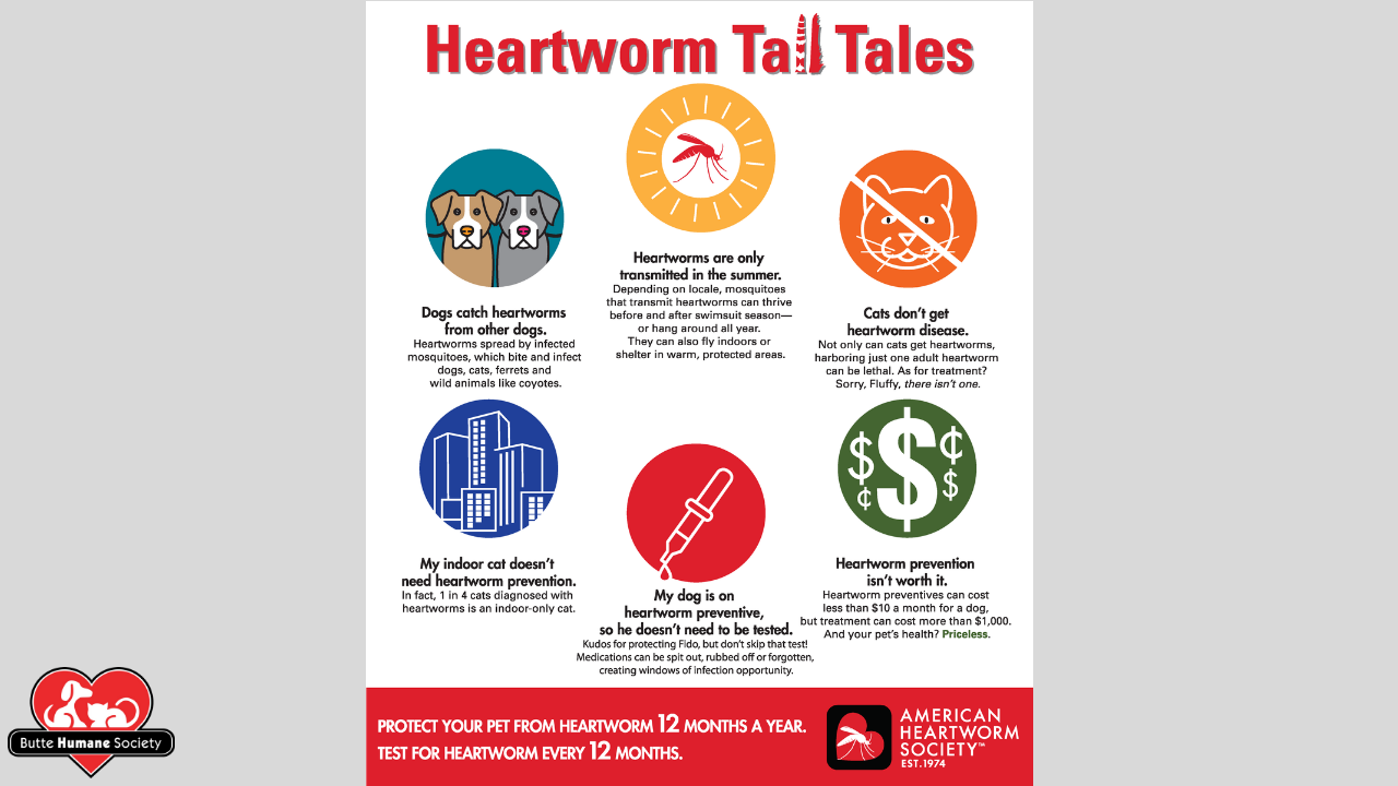 Heartworm best sale society treatment