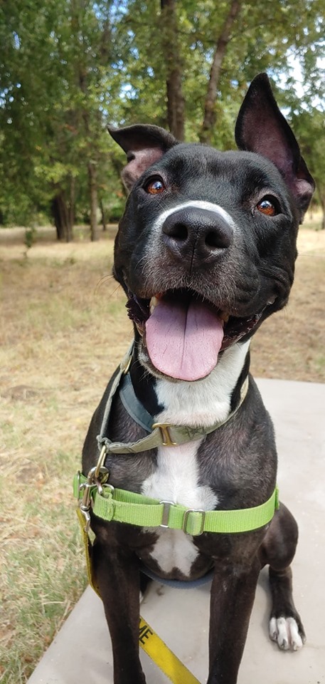 soo humane society dogs