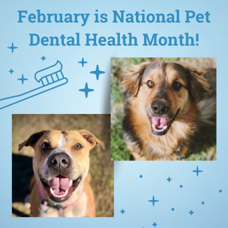 Clinic Corner February is National Pet Dental Health Month!