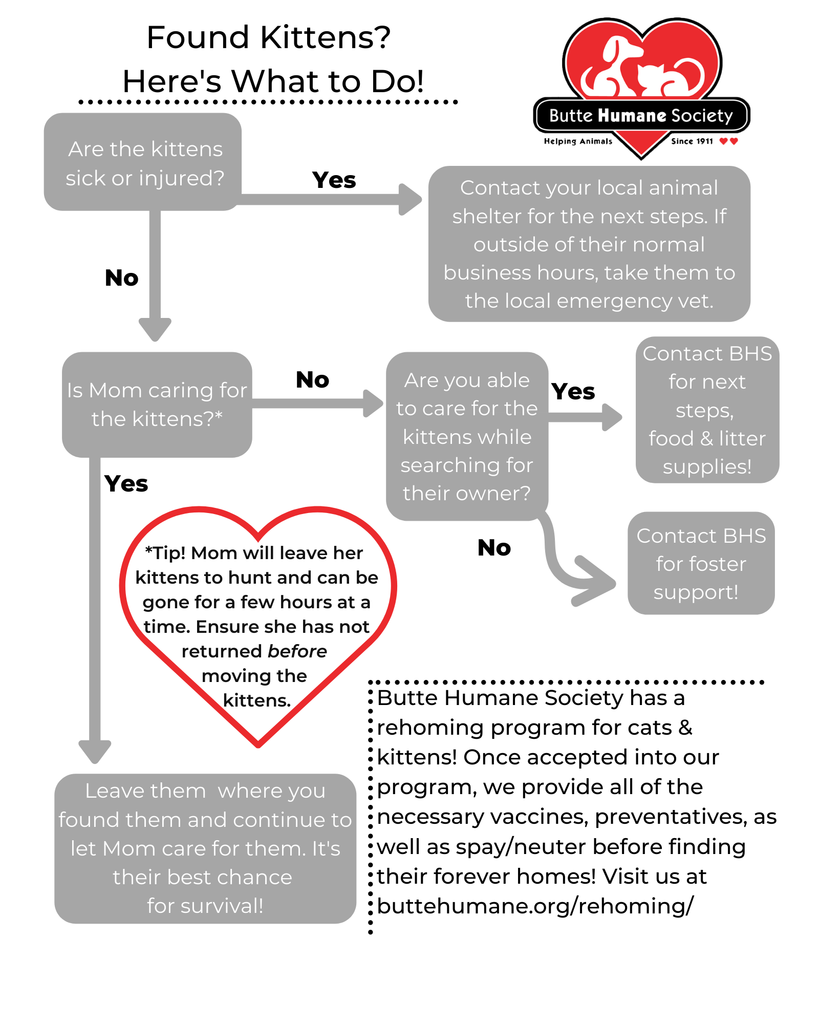 Important Information for Community Cat Caretakers Regarding Spay