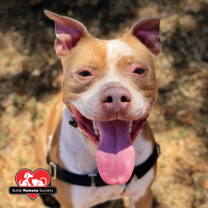 Orange and white American Pit bull Terrier mix shelter dog image from Butte Humane Society