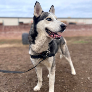 Image of a white and grey husky in the play yard at Butte Humane Society 