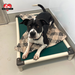 Photo of back and white shelter dog on green Kuranda bed at Butte Humane Society