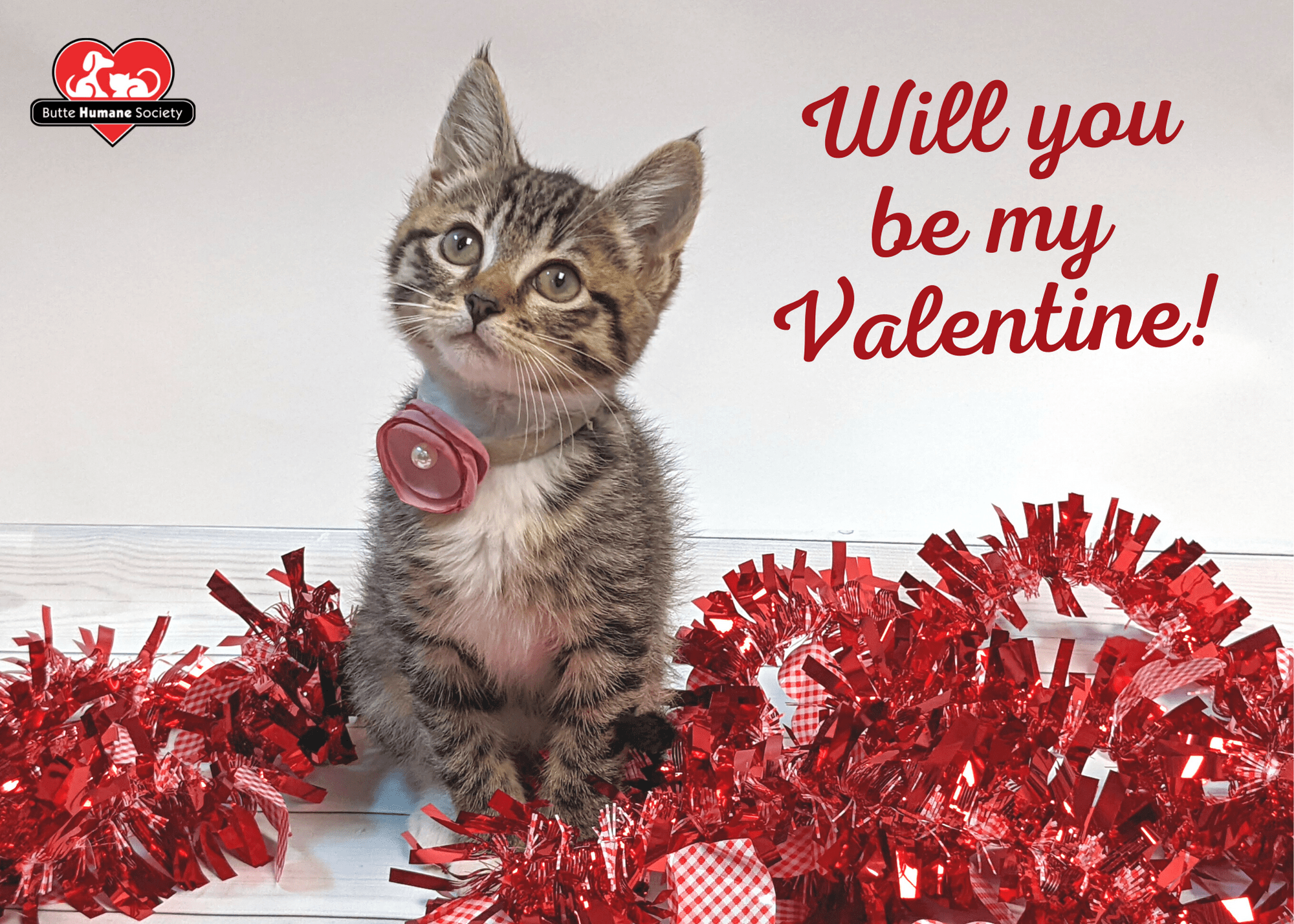 Valentines day Card of a Kitten Butte Humane Society