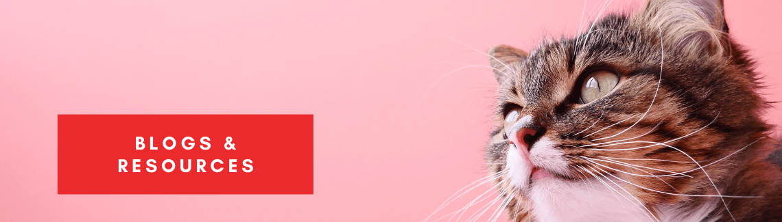 Image-of-a-cat-with-a-red-background-blogs-resources-for-veterinarian-hospital-and-clinic