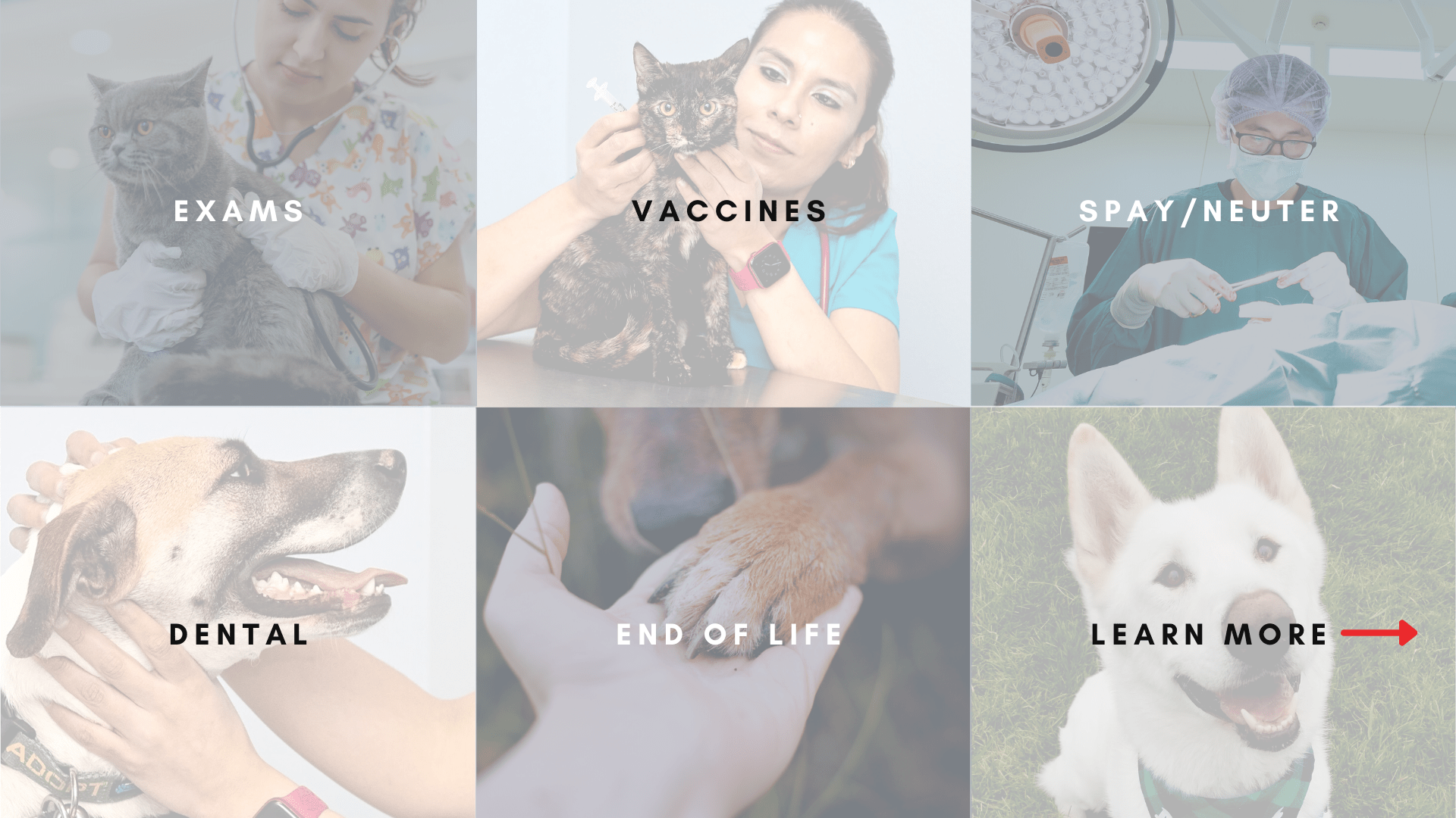 Butte Humane Society Low Cost Vet Clinic in Chico CA