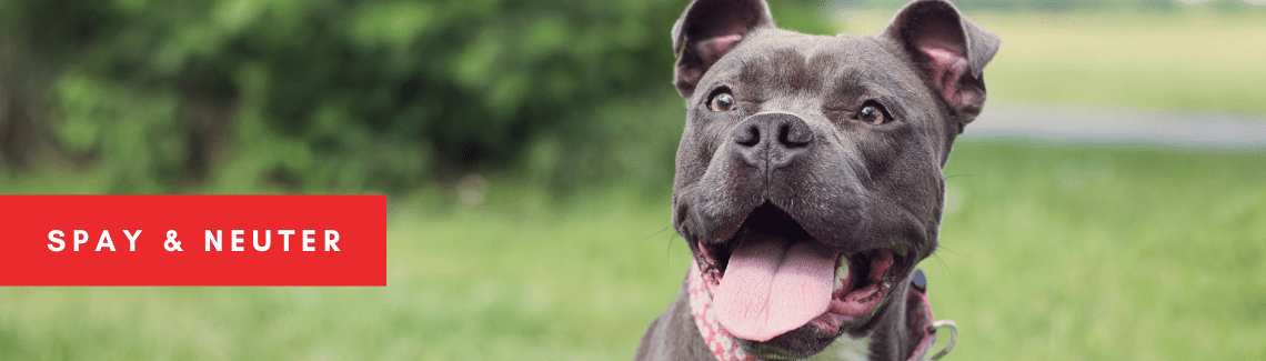 Dog and Cat Spay and Neuter photo of a dog 